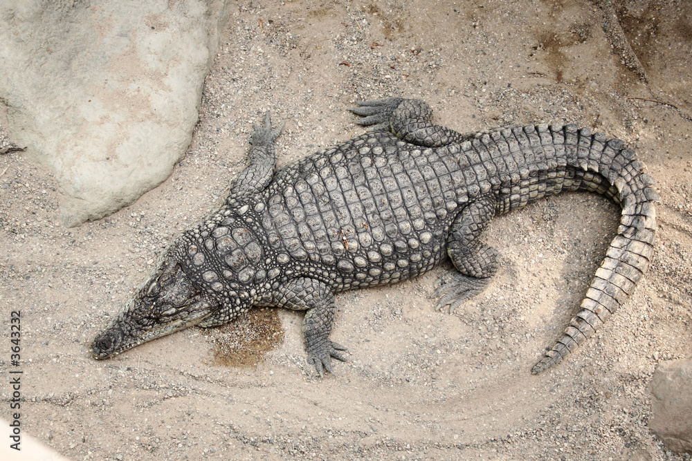 Fototapeta premium Krokodil im Zoo
