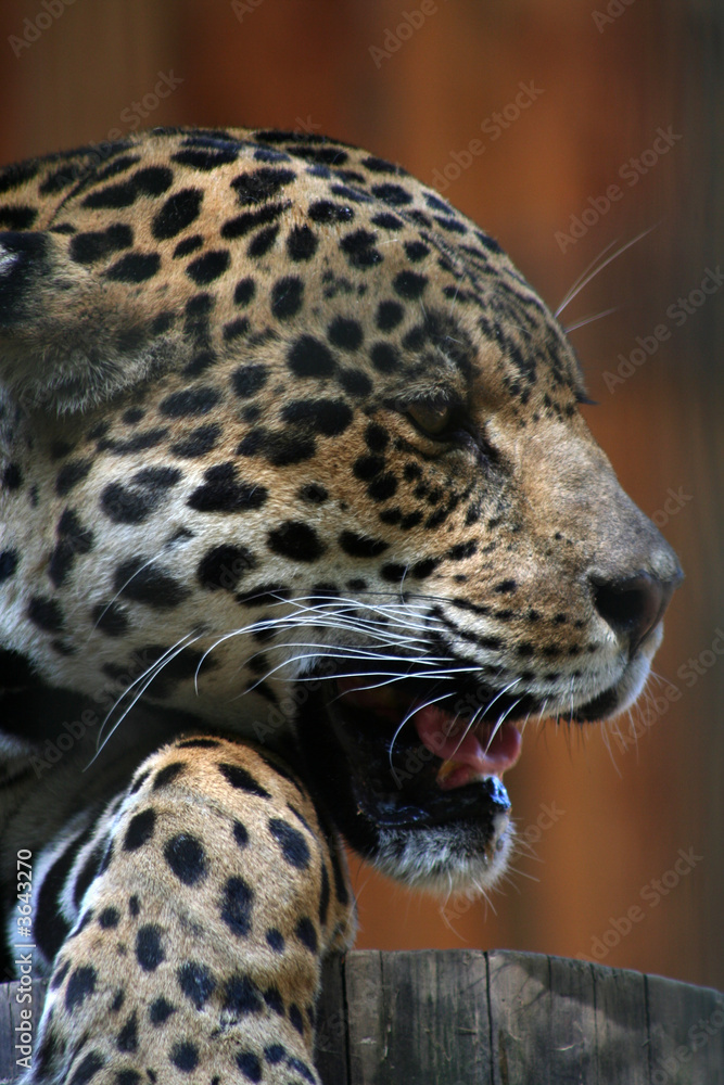Fototapeta premium fauchender Jaguar