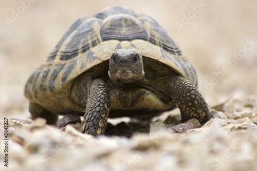 Schildkröte © Simon Ebel
