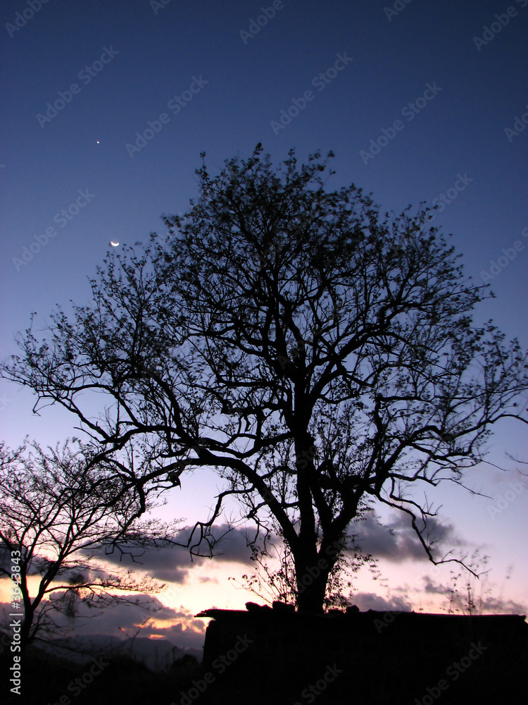 Dusk Tree