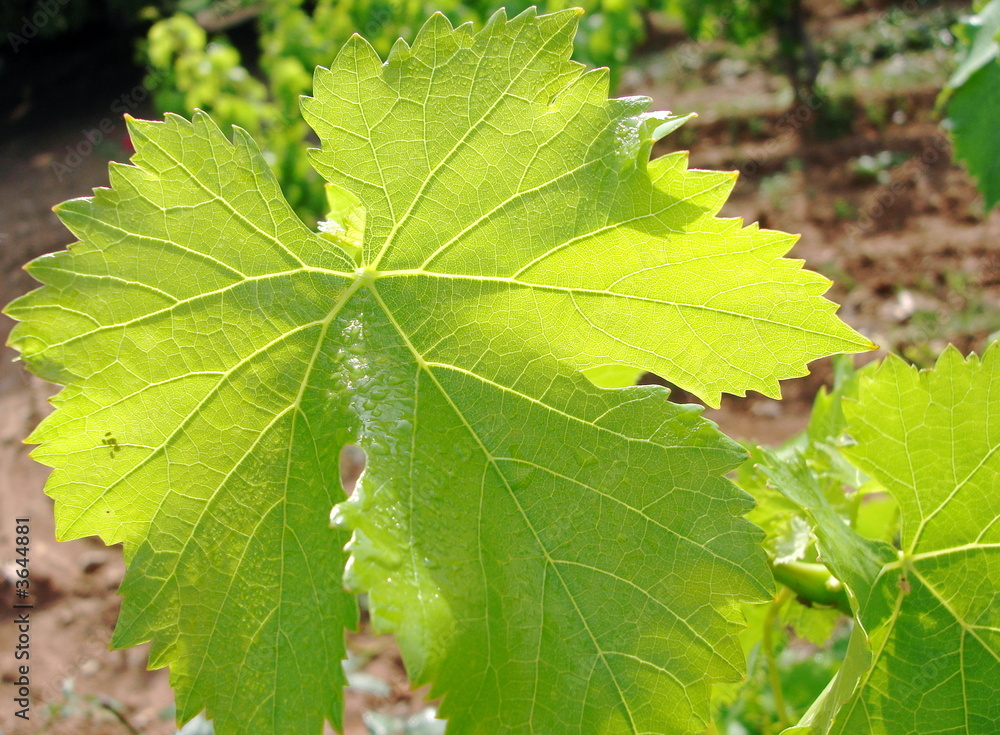 Feuille de vigne Feuille de vigne