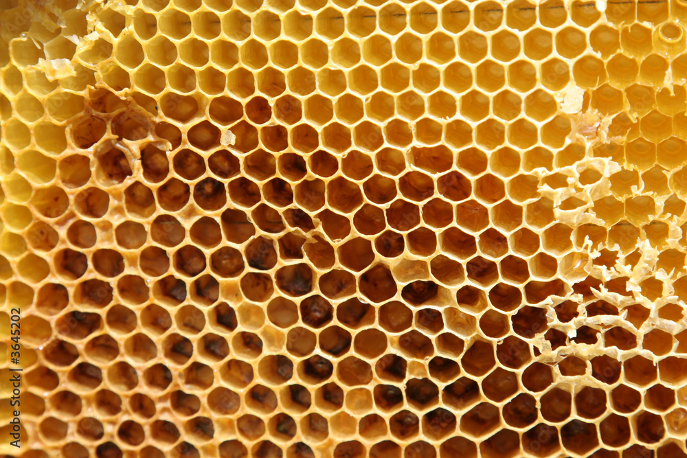 Close-up of natural honeycomb partially filled with honey Close-up of natural honeycomb partially filled with honey