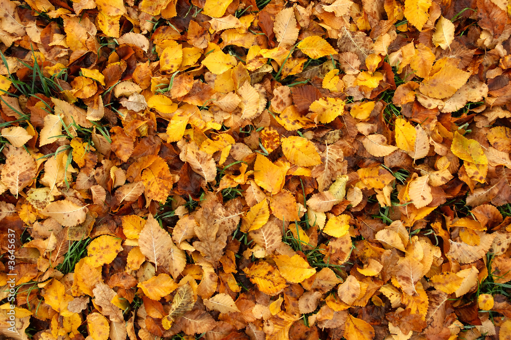 Colorful Fall Leaves Background. Texture Series. Colorful Fall Leaves Background. Texture Series.