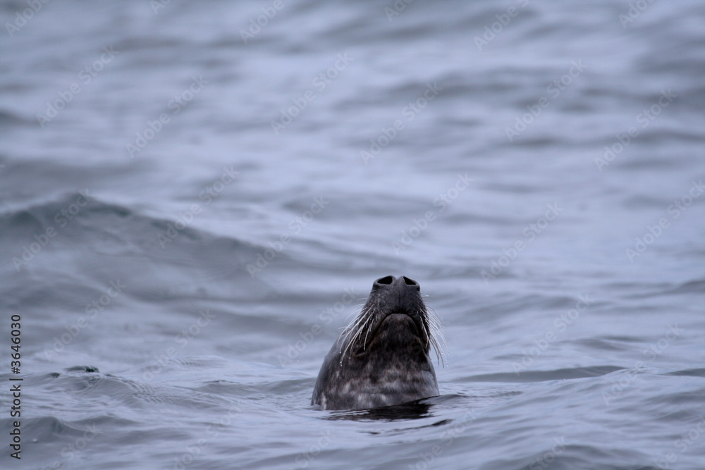 Fototapeta premium seal snout