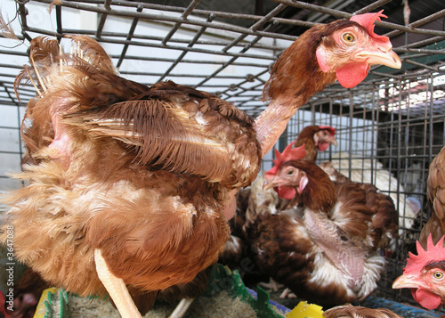  chickens