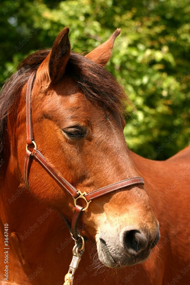 Fototapeta premium Friendly horse