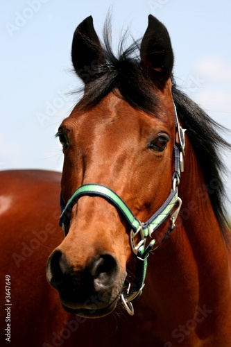 Cute brown horse