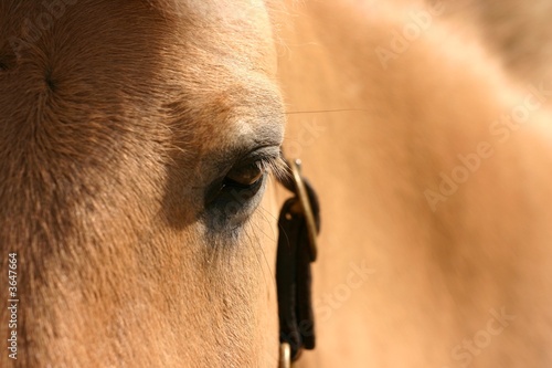 horse eye