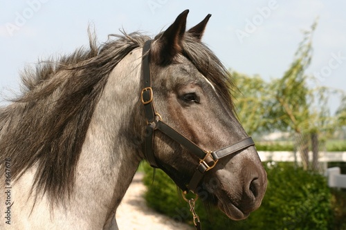 Draught horse head © E. Spek
