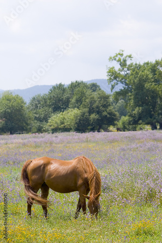 cheval 21
