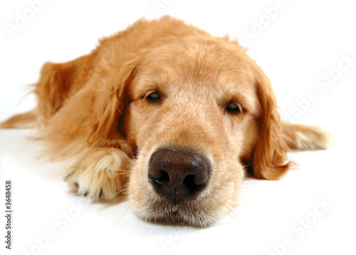 Golden retriever dog, taken at fun angle with wide angle lens