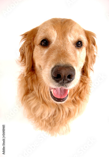Golden retriever dog, taken at fun angle with wide angle lens