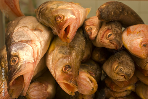 pile of different fresh sea fish