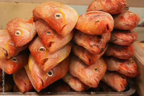 tilapia