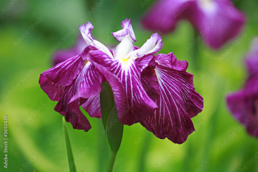Obraz premium Purple Iris