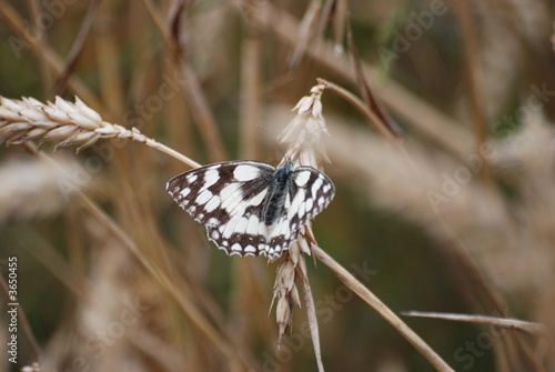 ble papillon photo