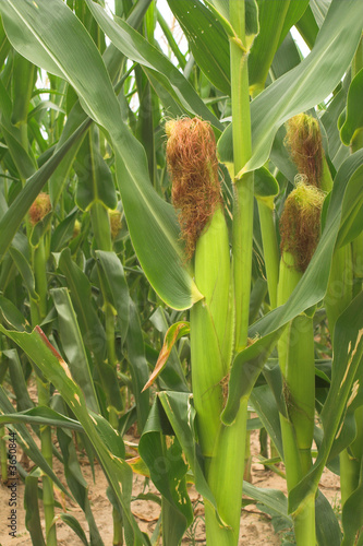 Assorted corn stalks in a large cornfield.