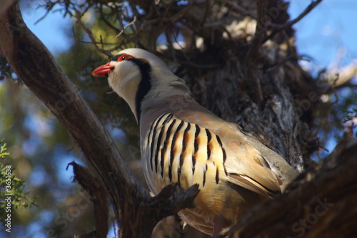 Chukar 5