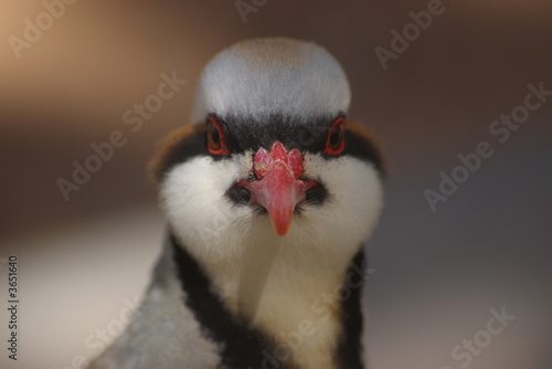 Chukar 4