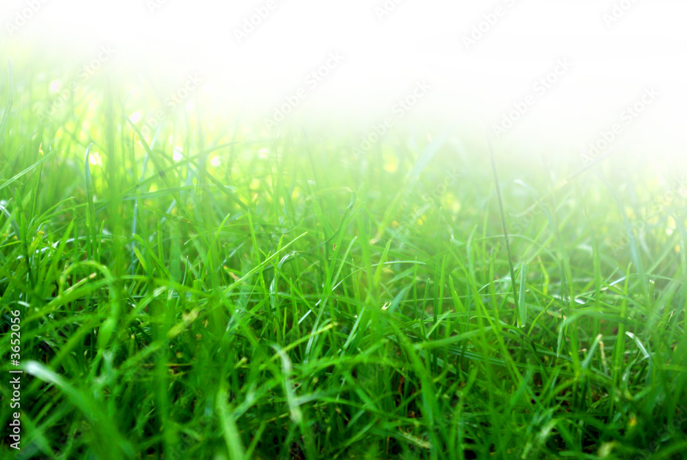 Close-up of fresh green grass fading up to white background.