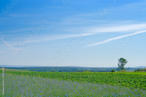 rural landscape with blue flowers on the first plane