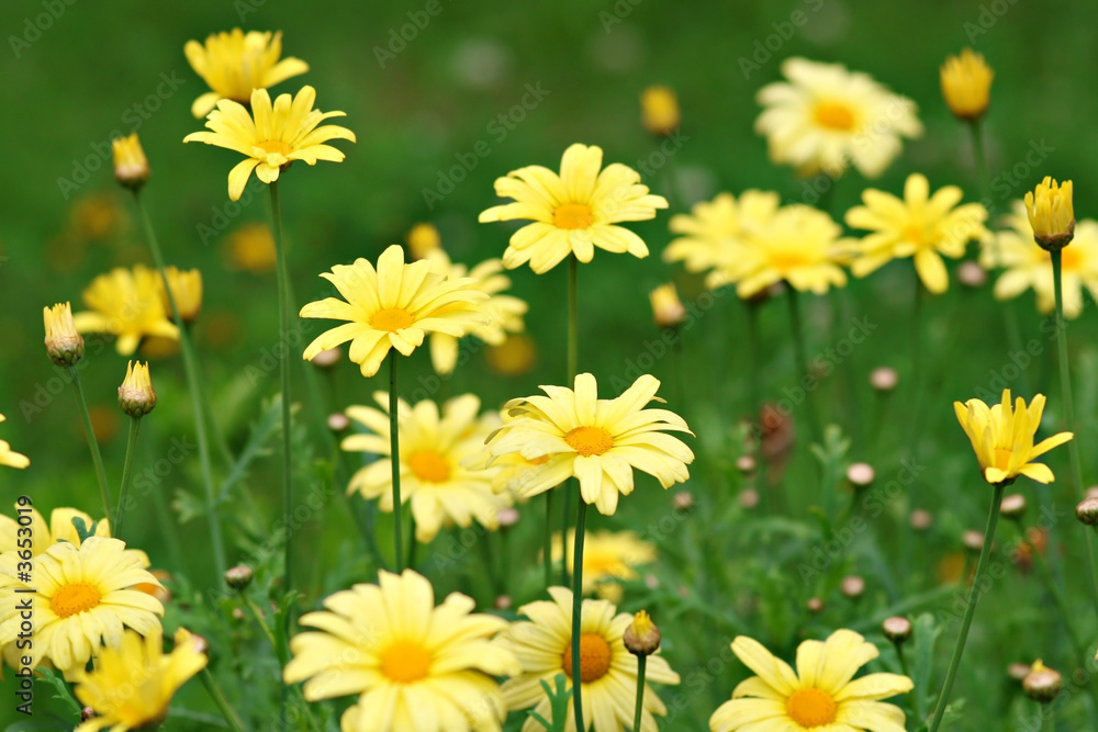 Fototapeta premium Lots of yellow marguerites