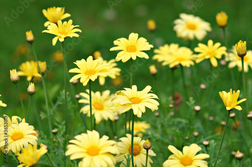 Lots of yellow marguerites