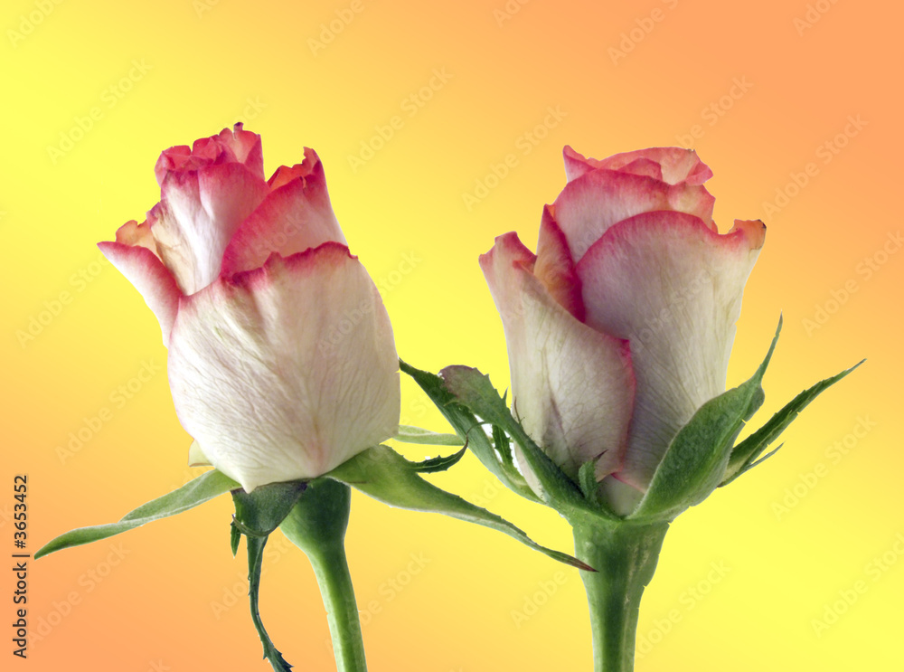 Rose Rose
