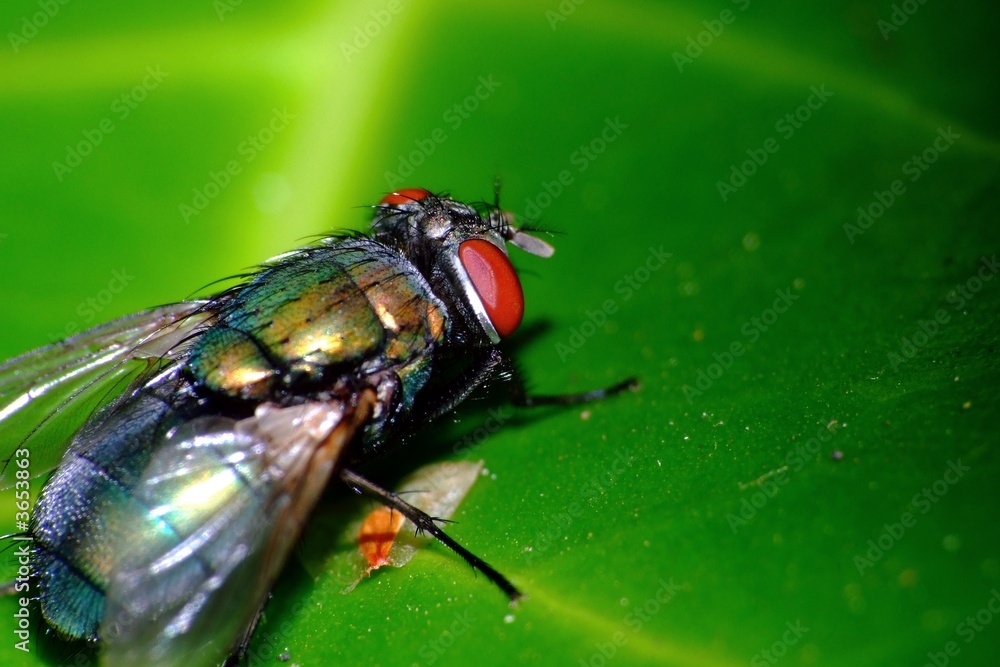 Skarabäus-Fliege Skarabäus-Fliege