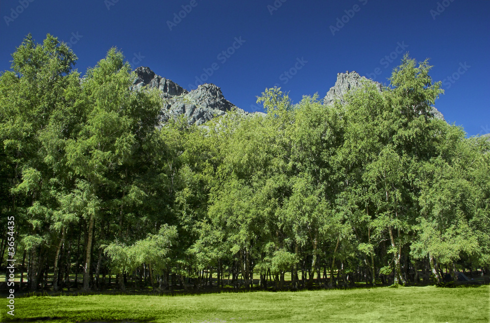 Mountain landscape with high trees and a great blue sky