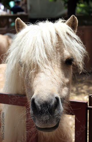 head pony with funny hairstyle
