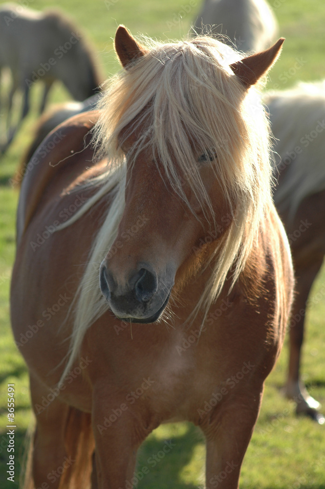 Fototapeta premium Icelandic Horse
