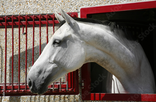White horse 1765