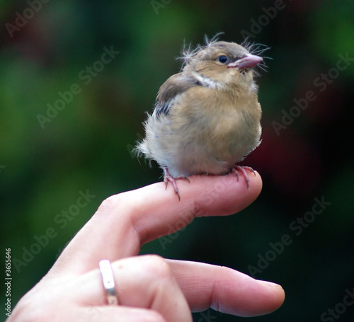 little bird © Anchels