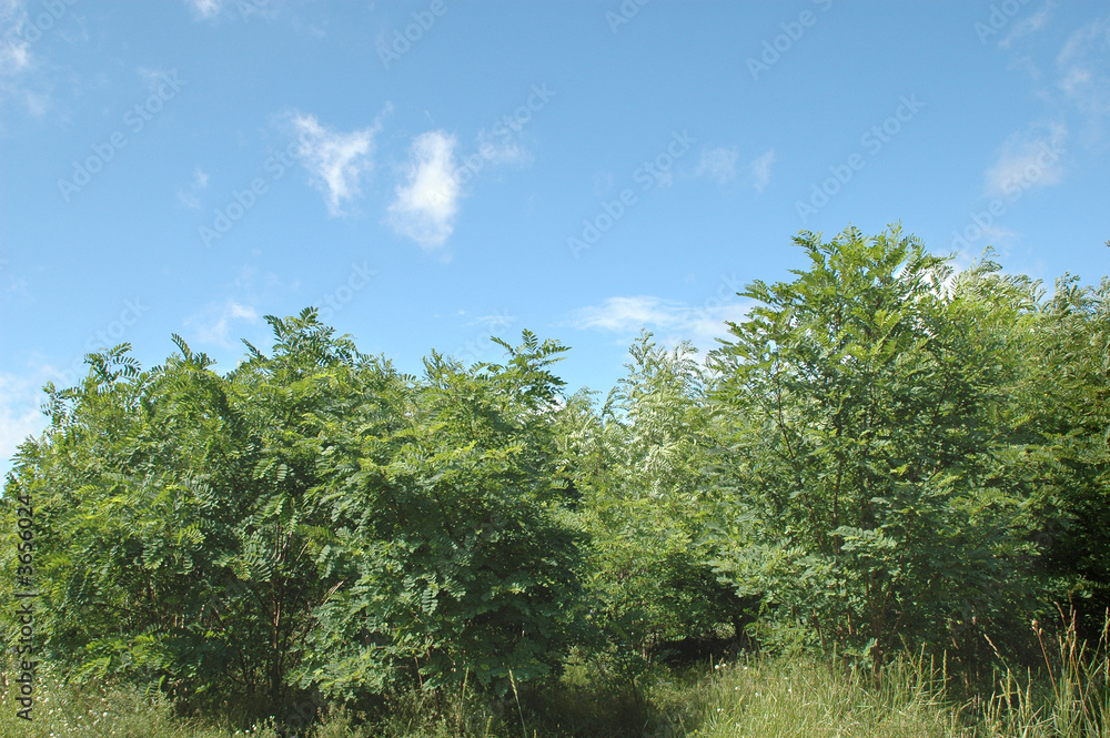 wood (forest) and sky