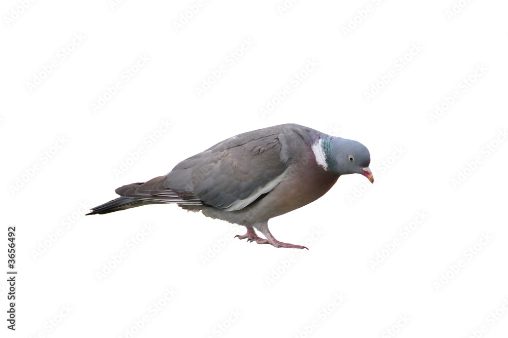 Fototapeta premium Pigeon ramier