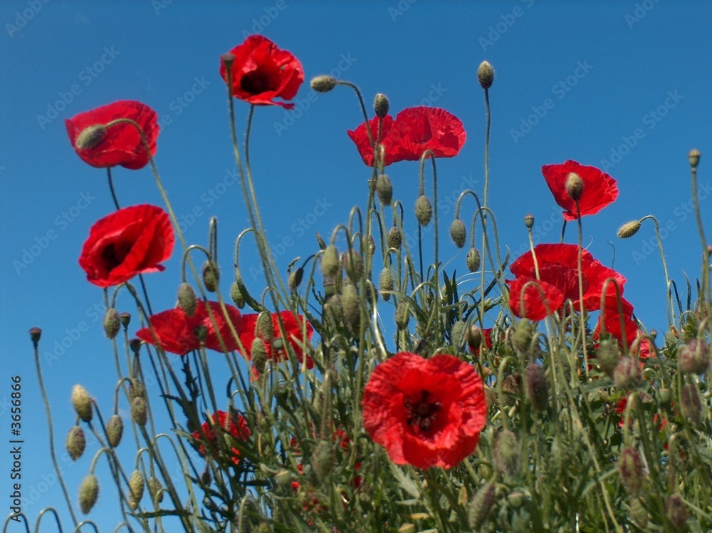 Fototapeta premium Maki latem