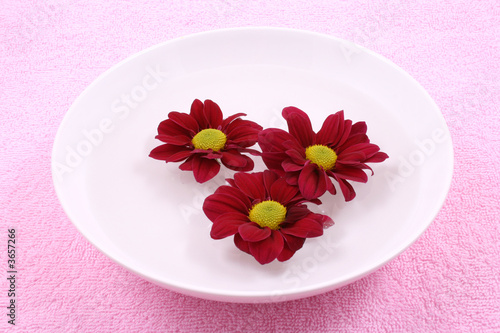 bowl of water with daisy flowers - floating spring flowers