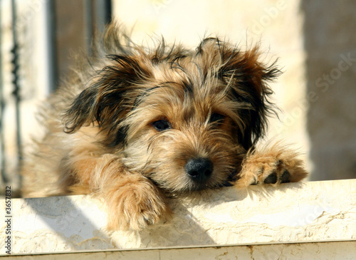 relaxed on stairs dog