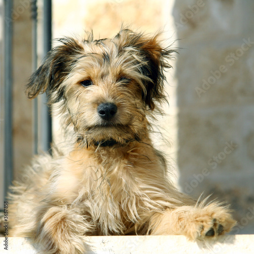 sitting on stairs dog