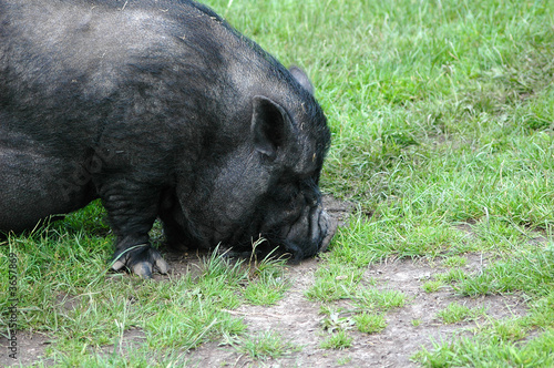 Black pig