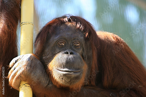 Older female orangutan 