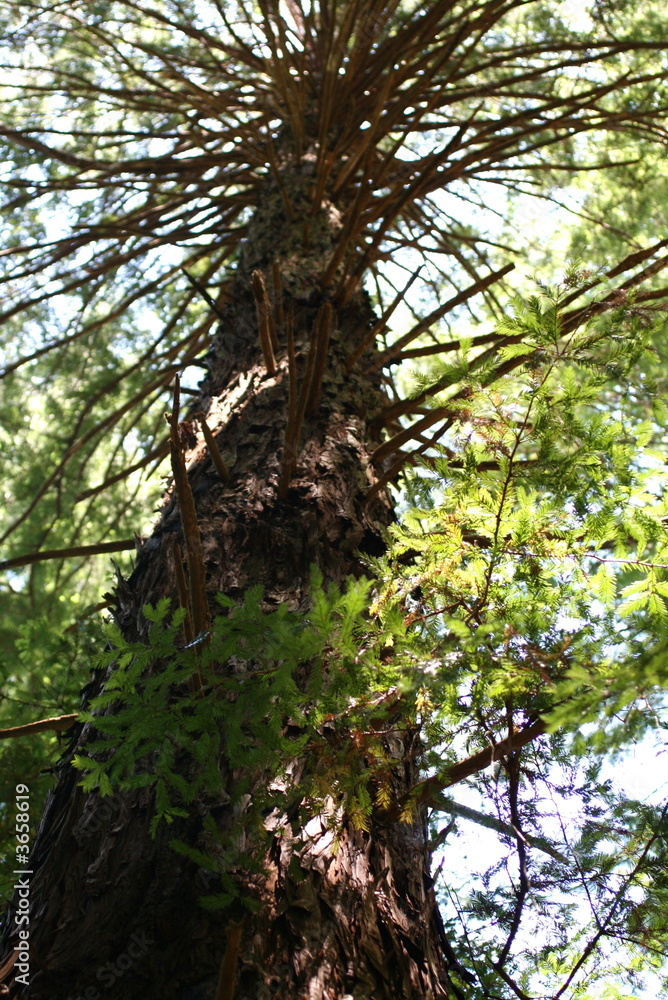 Fototapeta premium Redwood Tree