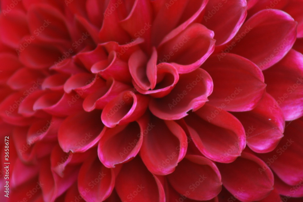 The Dahlia The Dahlia