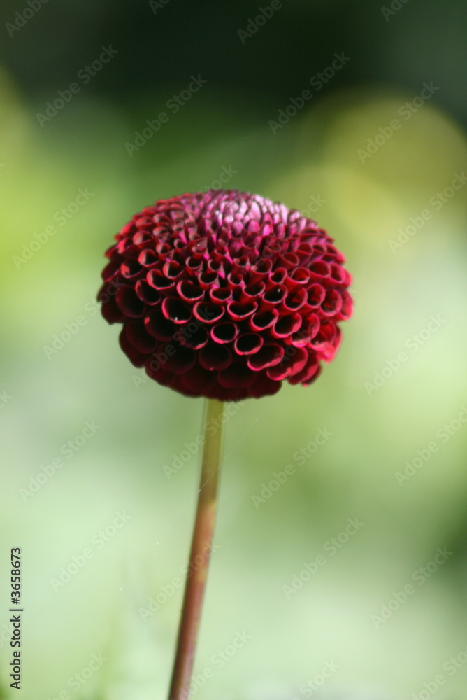 Single Dahlia Single Dahlia
