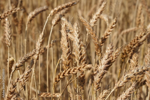 Heads of Wheat ready for harvest