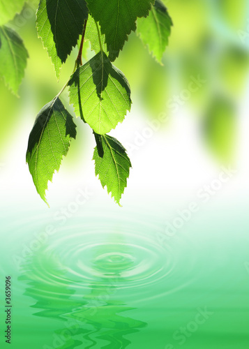Fresh green leafs over water