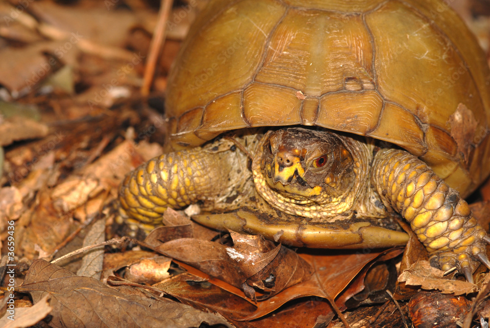 Naklejka premium A portrait of a three toed box turtle found in the woods.