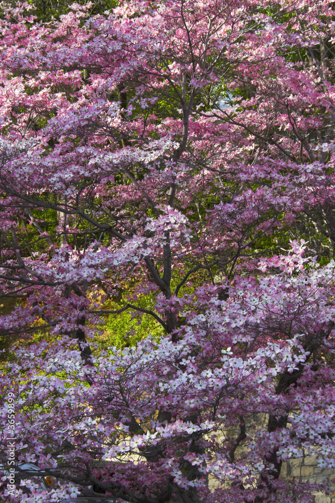 Trees in bloom in the spring