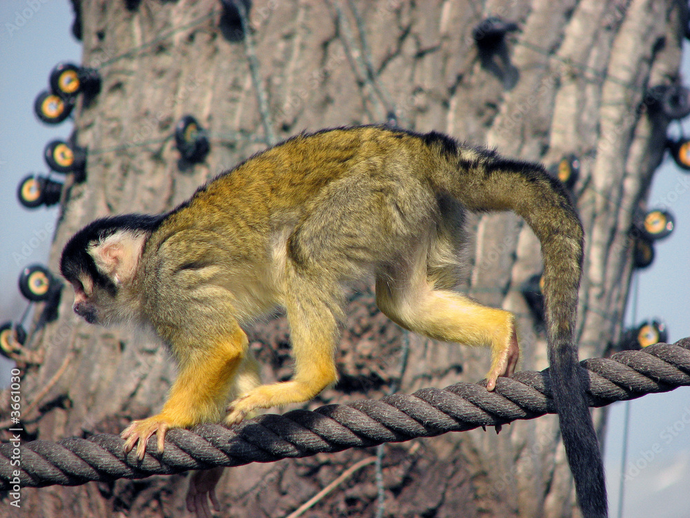 Obraz premium Stop Monkeying Around